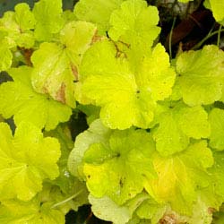 Heuchera 'Citronnelle'